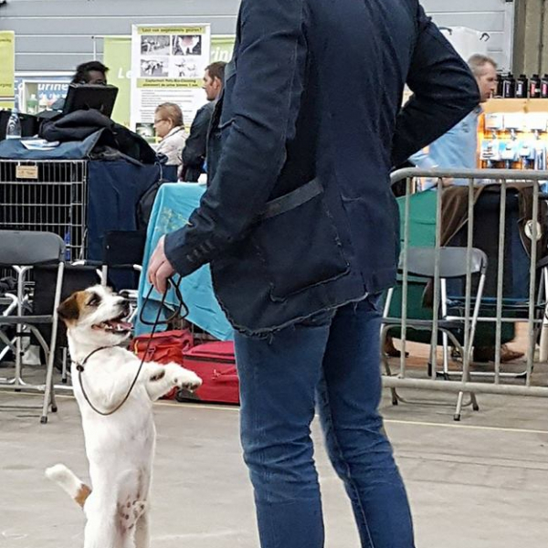 DAREL Hodowla Psów Rasy Jack Russell Terrier