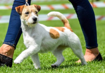 WIKI Popeye | DAREL Hodowla jack russell terrier JRT